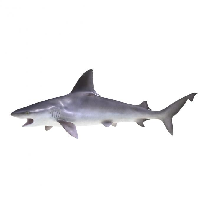 3D model Sandbar Shark Pose 2