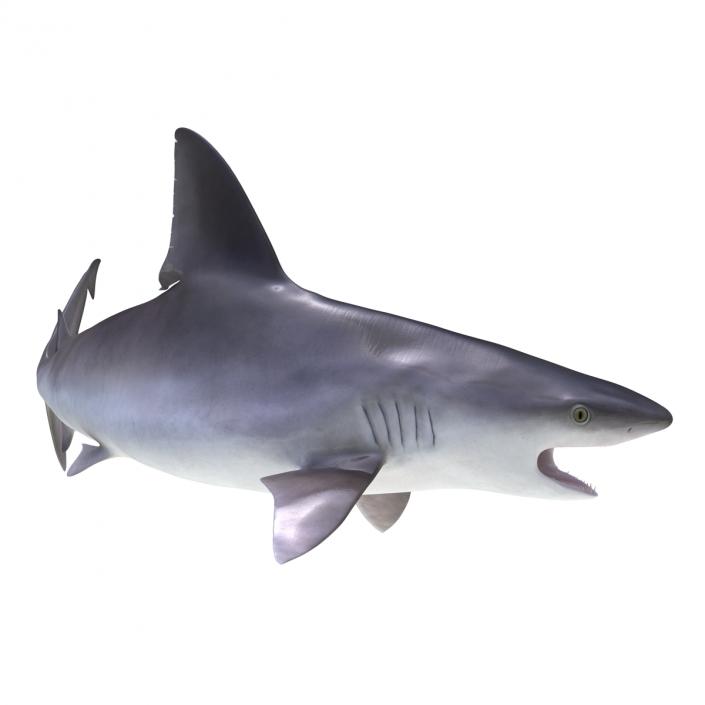 3D model Sandbar Shark Pose 2