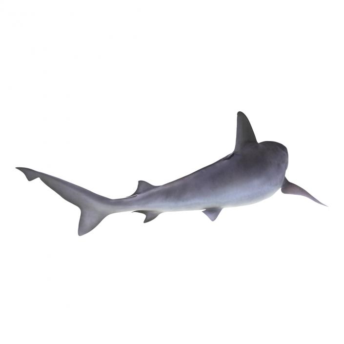 3D model Sandbar Shark Pose 2