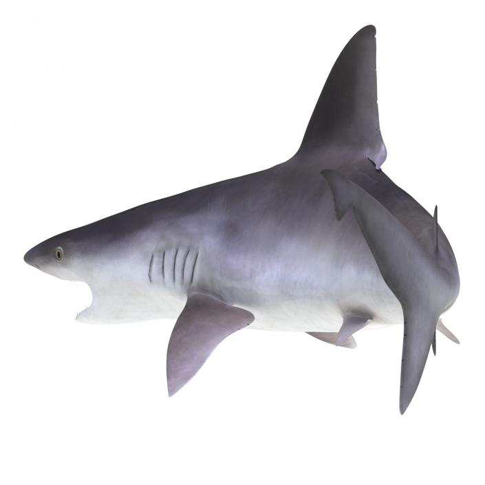 3D model Sandbar Shark Pose 2