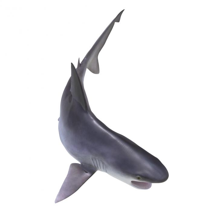 3D model Sandbar Shark Pose 2