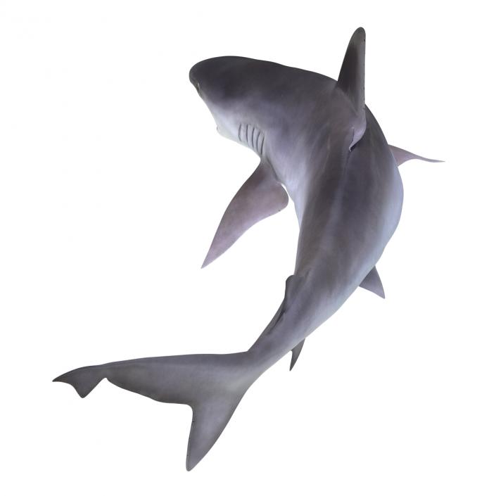 3D model Sandbar Shark Pose 2