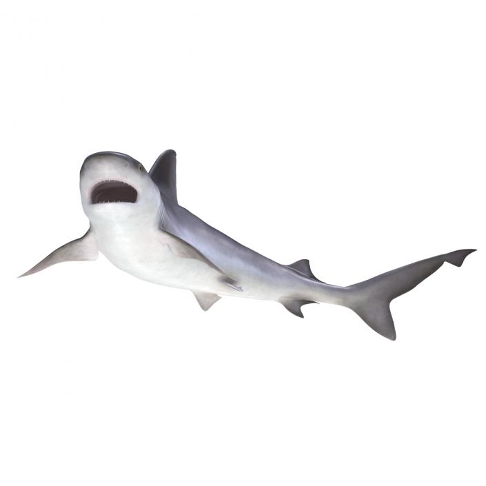 3D model Sandbar Shark Pose 2