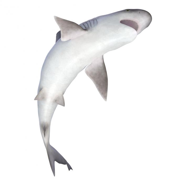 3D model Sandbar Shark Pose 2