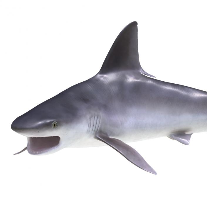 3D model Sandbar Shark Pose 2