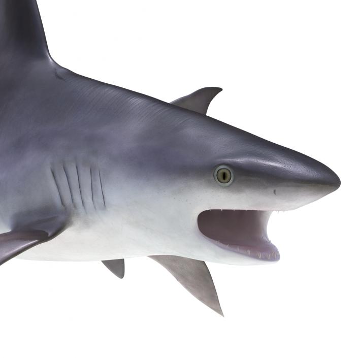 3D model Sandbar Shark Pose 2