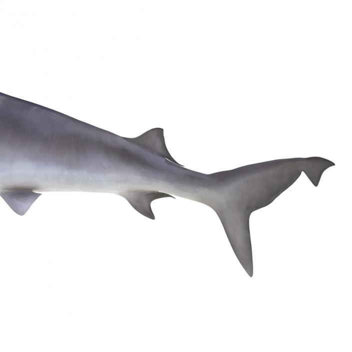 3D model Sandbar Shark Pose 2