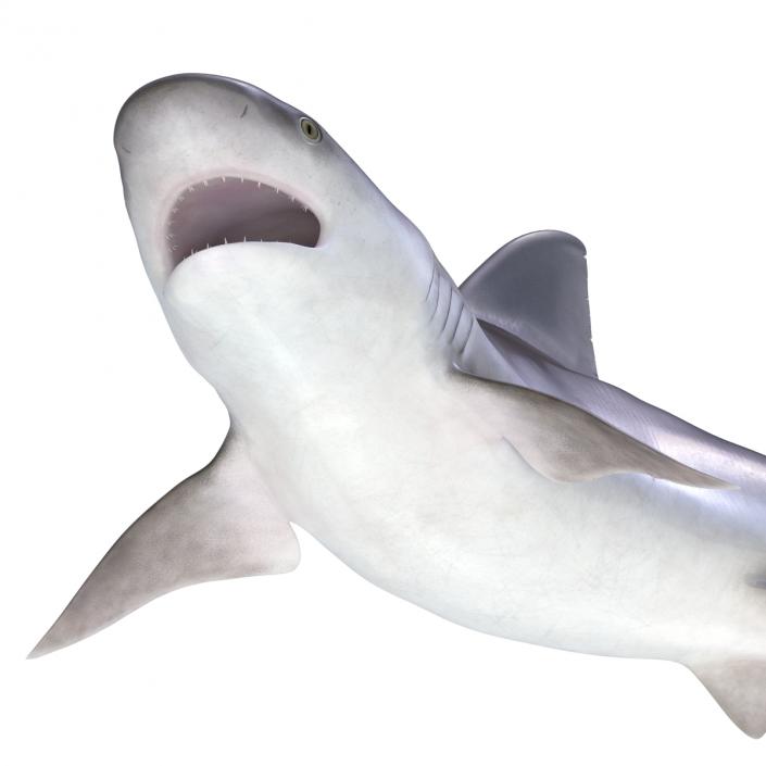 3D model Sandbar Shark Pose 2