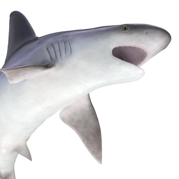 3D model Sandbar Shark Pose 2