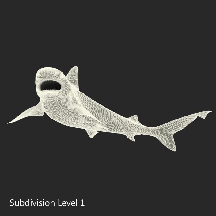 3D model Sandbar Shark Pose 2