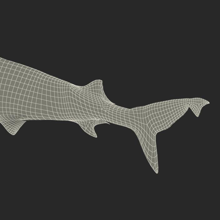 3D model Sandbar Shark Pose 2