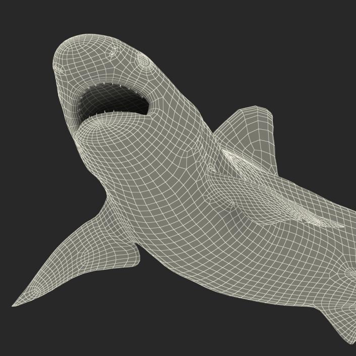 3D model Sandbar Shark Pose 2