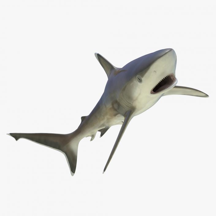 Silvertip Shark Rigged 3D