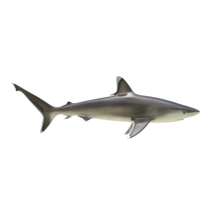 Silvertip Shark Rigged 3D