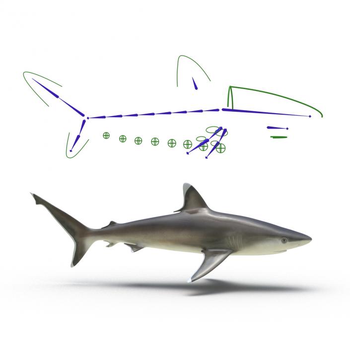 Silvertip Shark Rigged 3D