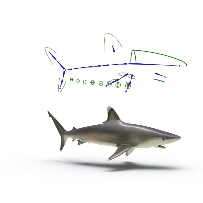 Silvertip Shark Rigged 3D