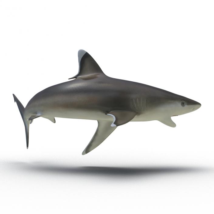 Silvertip Shark Rigged 3D