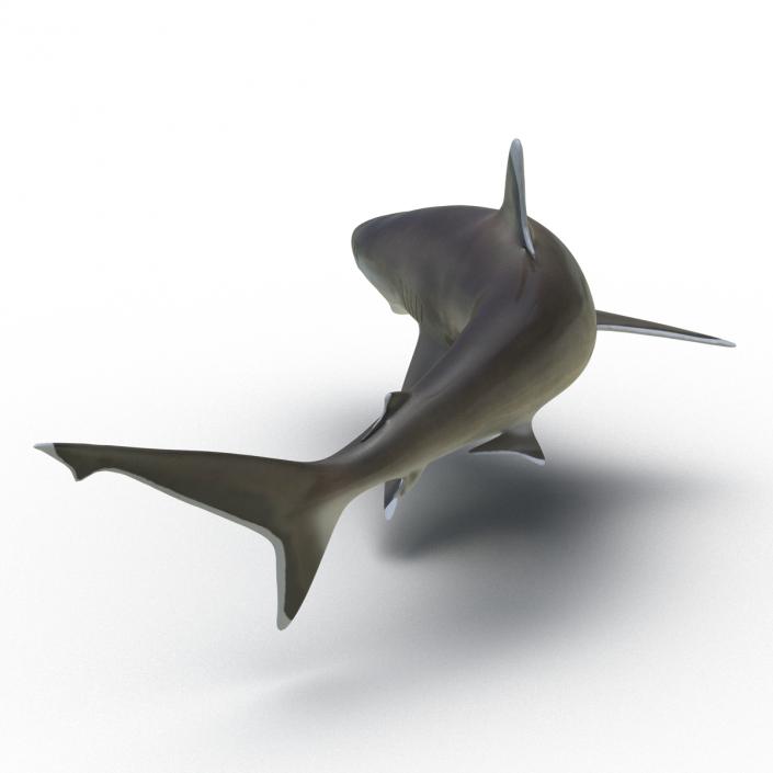 Silvertip Shark Rigged 3D