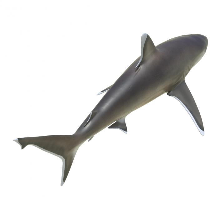 Silvertip Shark Rigged 3D