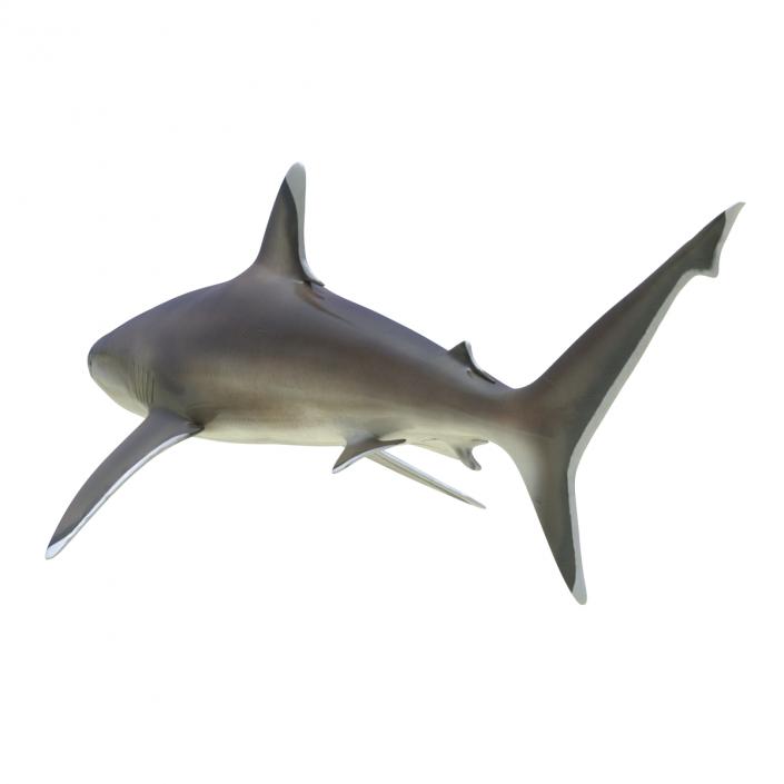 Silvertip Shark Rigged 3D