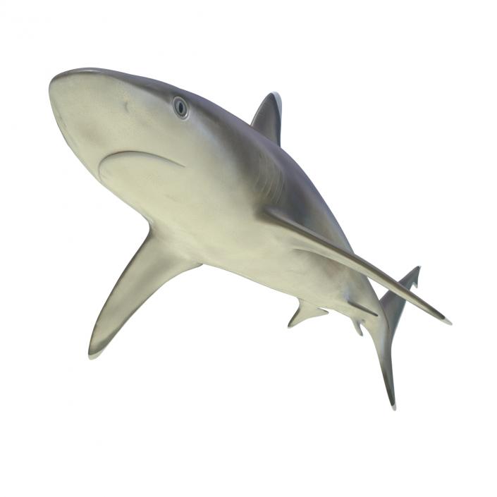 Silvertip Shark Rigged 3D