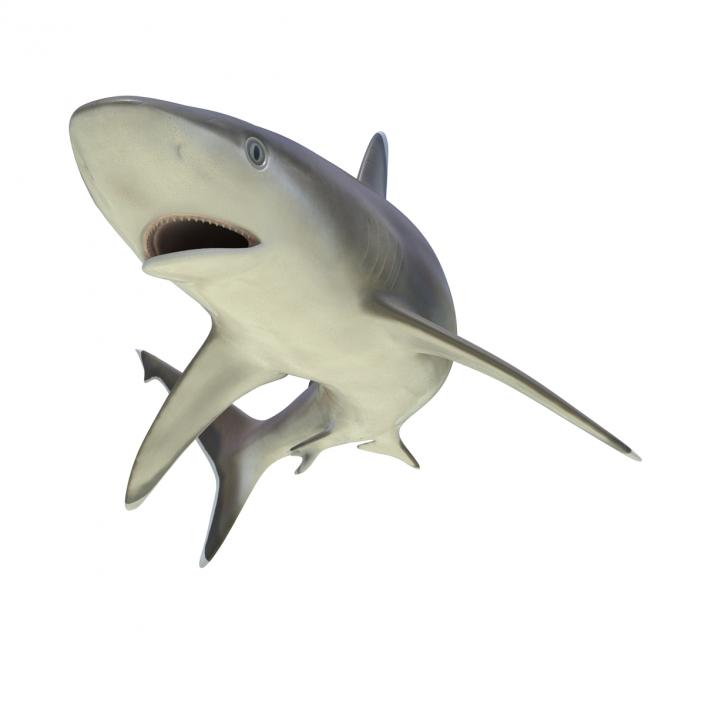 Silvertip Shark Rigged 3D