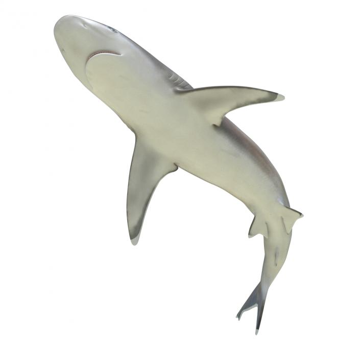 Silvertip Shark Rigged 3D