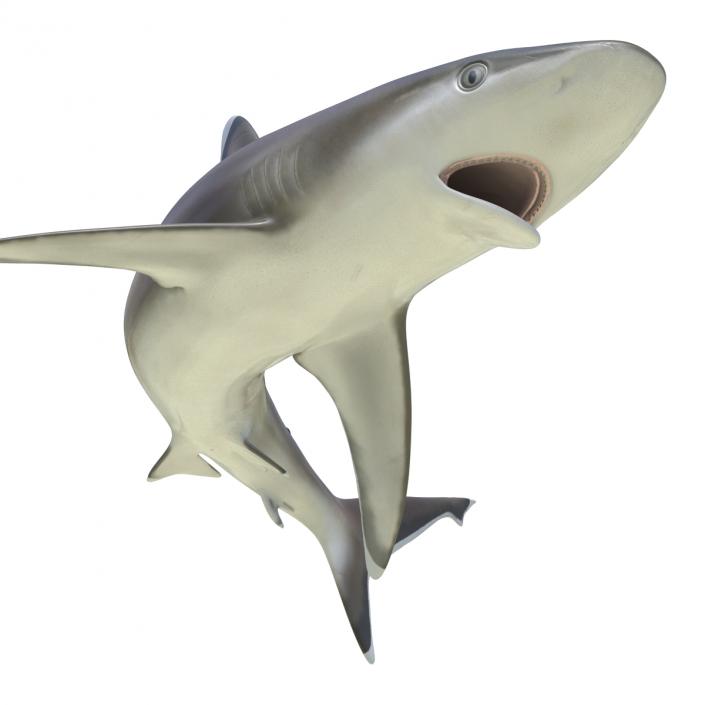 Silvertip Shark Rigged 3D