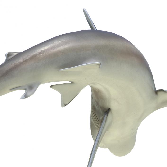 Silvertip Shark Rigged 3D