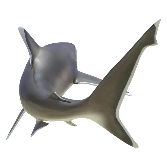 Silvertip Shark Rigged 3D