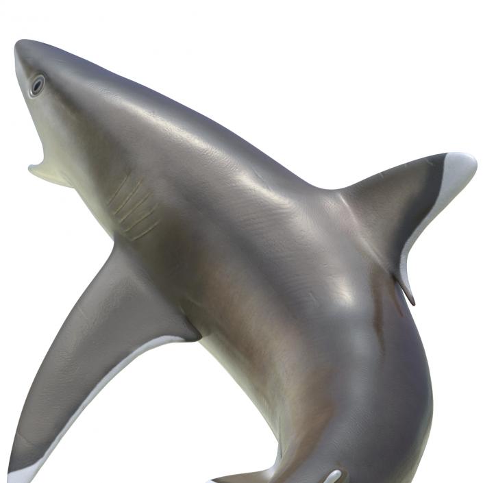 Silvertip Shark Rigged 3D