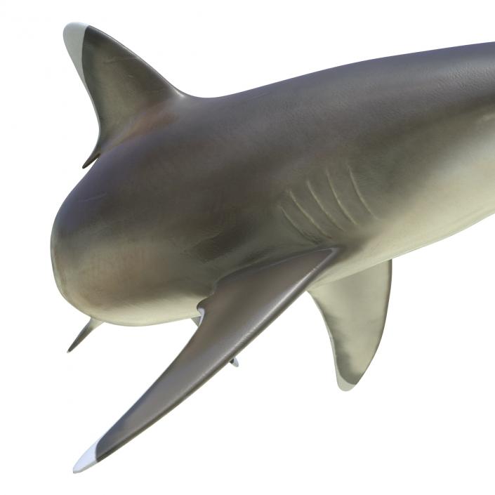 Silvertip Shark Rigged 3D