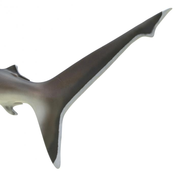 Silvertip Shark Rigged 3D