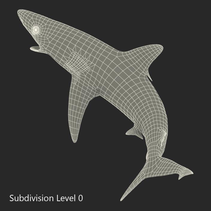 Silvertip Shark Rigged 3D