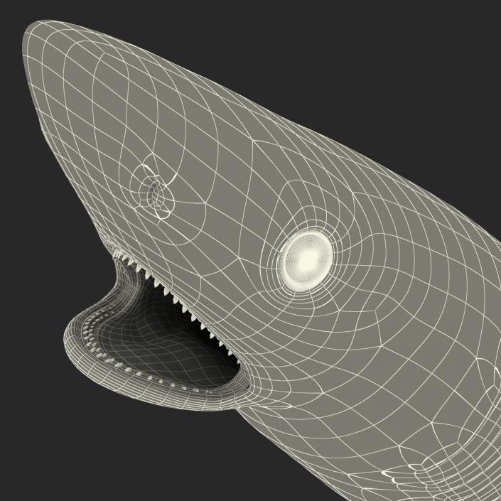 Silvertip Shark Rigged 3D