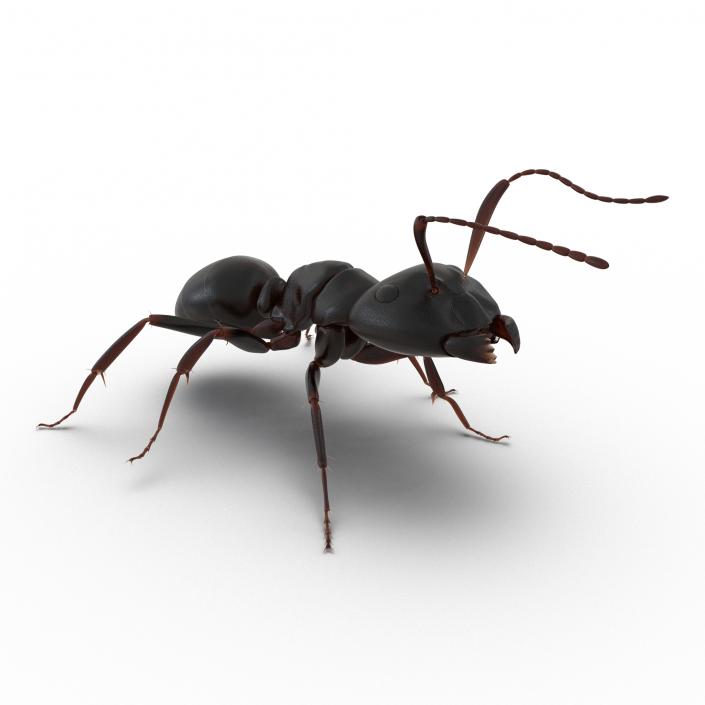 3D Black Ant Rigged