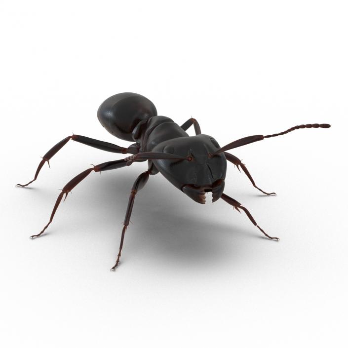 3D Black Ant Rigged