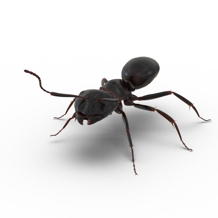 3D Black Ant Rigged