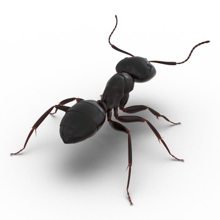 3D Black Ant Rigged