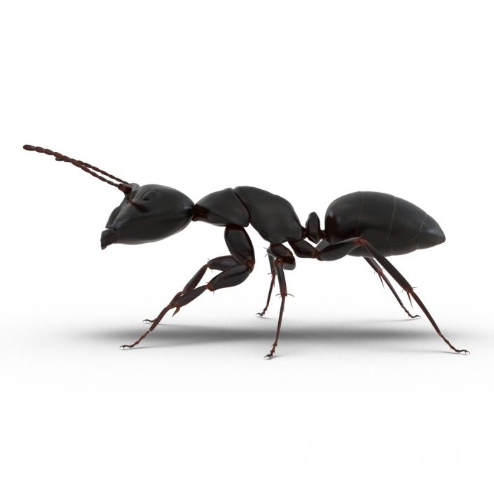 3D Black Ant Rigged