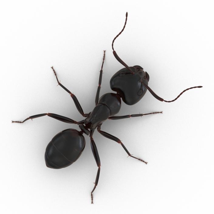 3D Black Ant Rigged