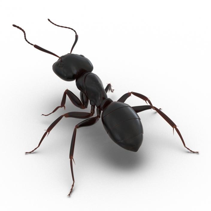 3D Black Ant Rigged