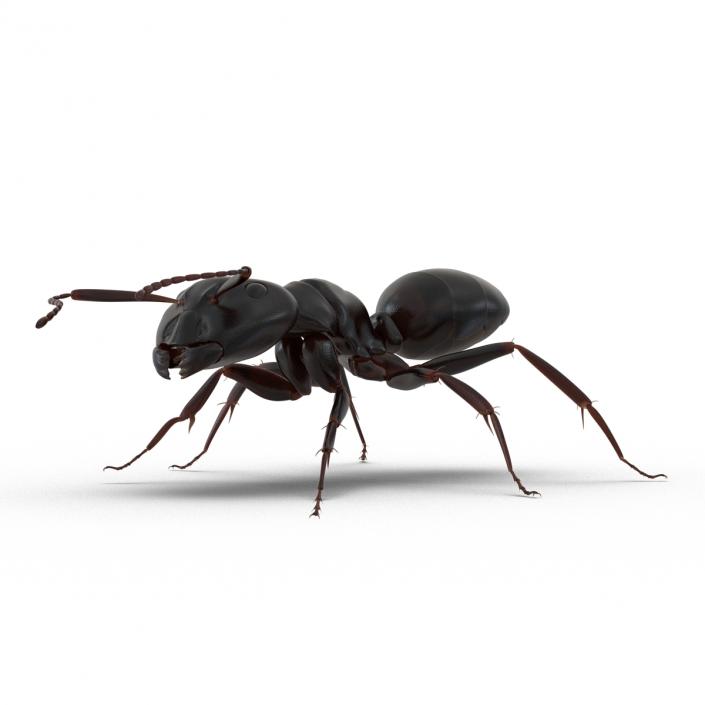 3D Black Ant Rigged