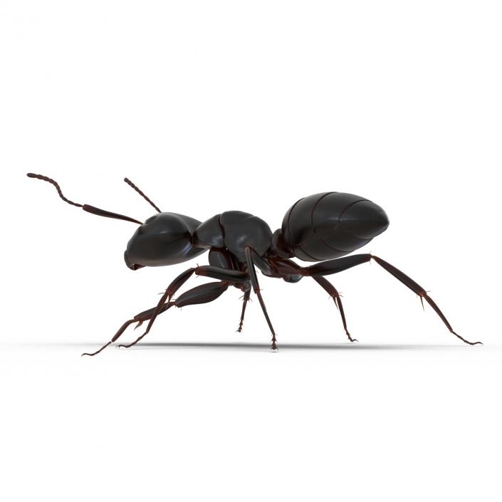 3D Black Ant Rigged