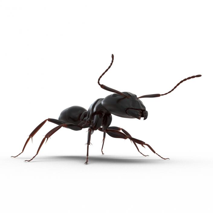 3D Black Ant Rigged