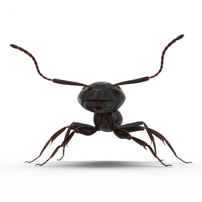 3D Black Ant Rigged