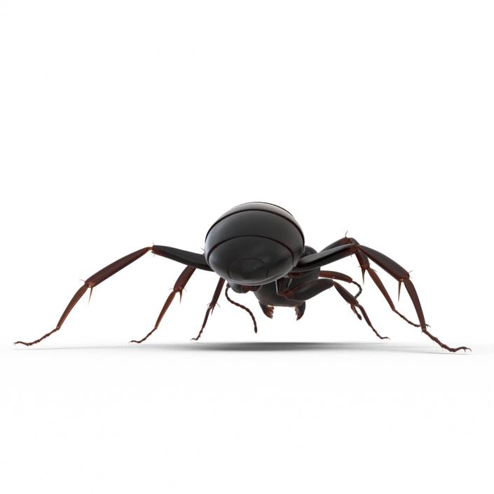 3D Black Ant Rigged