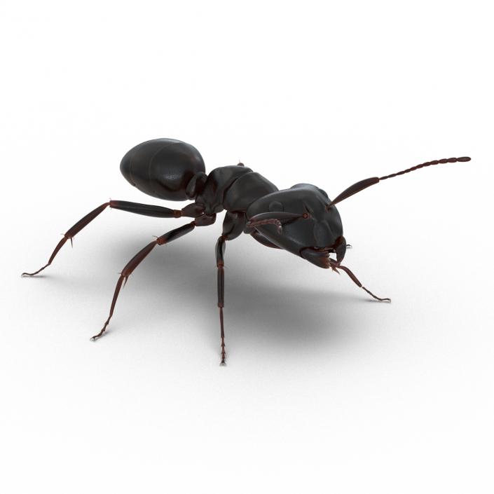 3D Black Ant Rigged