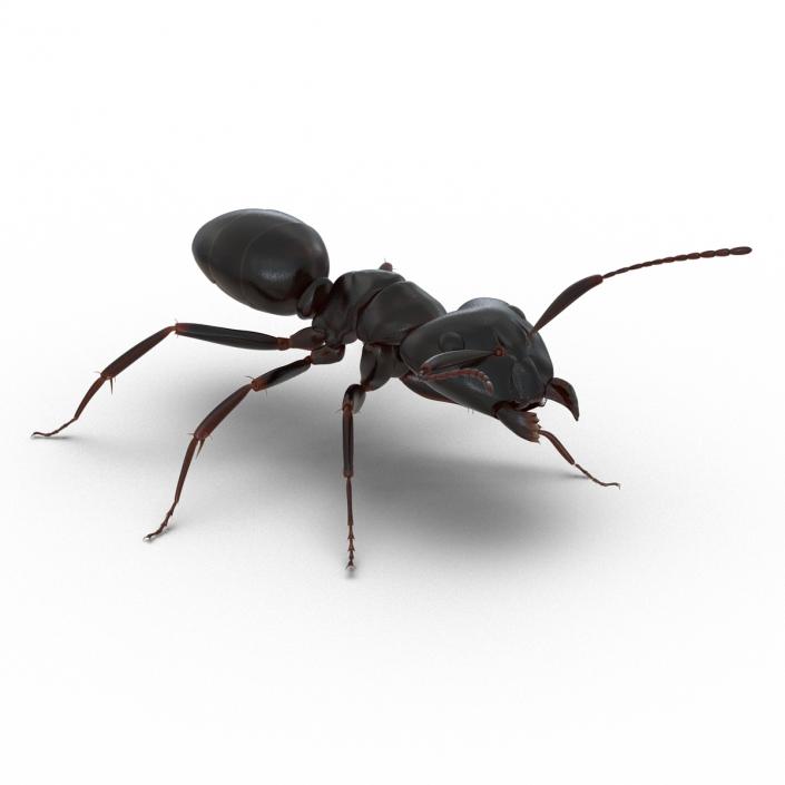 3D Black Ant Rigged