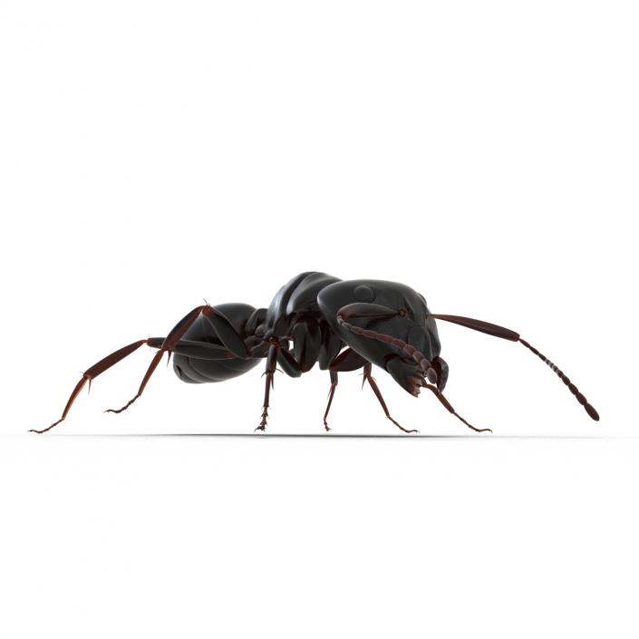 3D Black Ant Rigged